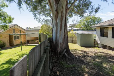 Boundary tree growing on a shared fence line in Townsville