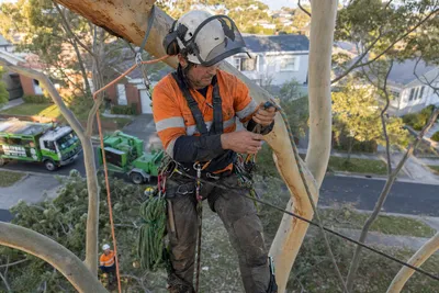 Qualified arborist working with a two rope climbing system in a backyard poinciana in Townsville