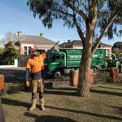 Tree Removal pricing in Townsville