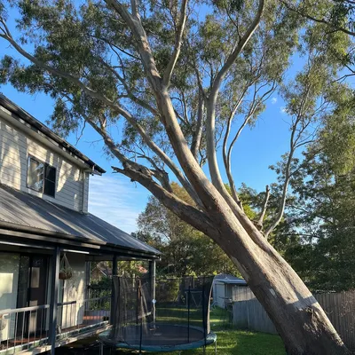 Before: Cyclone-split poinciana, sectional dismantle off the house, Townsville