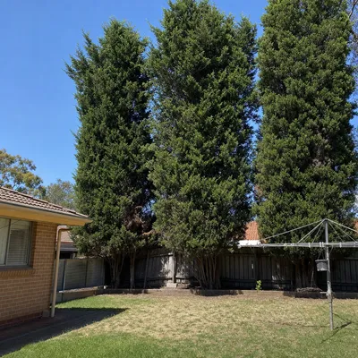 Before: Mature raintree removal alongside the boundary, Townsville