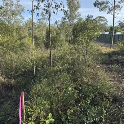 Before: Land clearing for a shed build, mixed regrowth, Townsville
