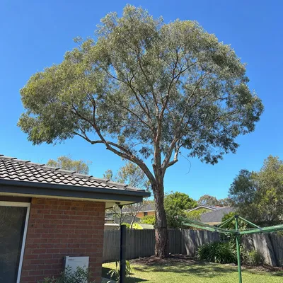 After: Crown reduction over a low-set tin roof, Townsville