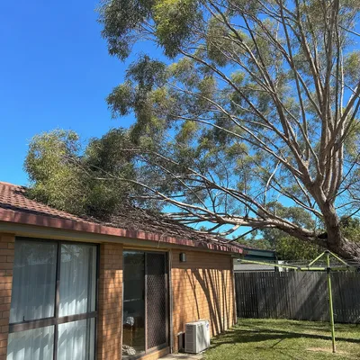 Before: Crown reduction over a low-set tin roof, Townsville