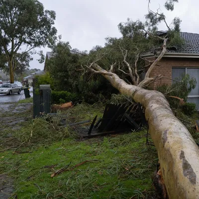 Emergency Tree Services in Townsville. 24/7 callouts for cyclone-damaged limbs, fallen trees and urgent hazards across Townsville. Make-safe first, full removal scheduled after.